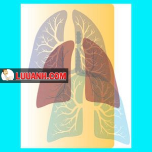 BỆNH PHỔI TẮC NGHẼN MẠN TÍNH (COPD)
