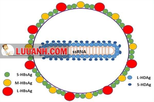 Cấu trúc virus HDV