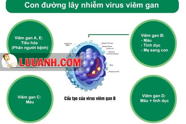 Con đường lây truyền của các loại virus gây viêm gan