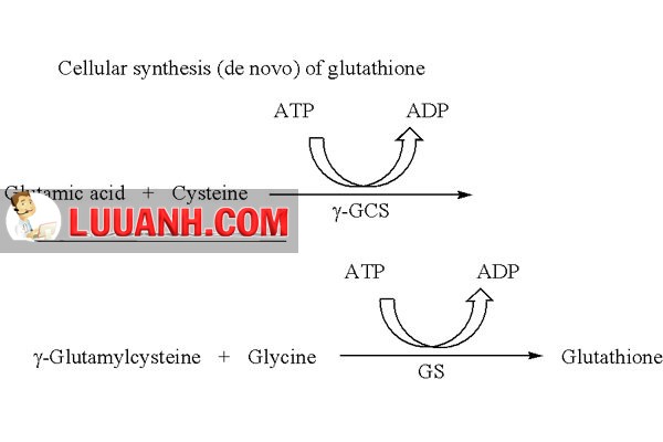 Quá trình tổng hợp của glutathion