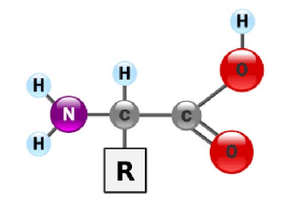 amino acid 2