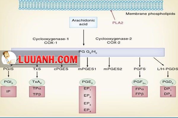 Con đường cyclooxygenase của chuyển hóa acid arachidonic