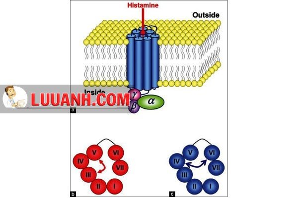 Sơ đồ một thụ thể histamin H1 cho thấy 7 domain xuyên màng. Histamin kích thích thụ thể sau khi xâm nhập vào lõi trung tâm. (b) Histamin liên kết với domain III và V. (c) cetirizine liên kết với domain IV và VI