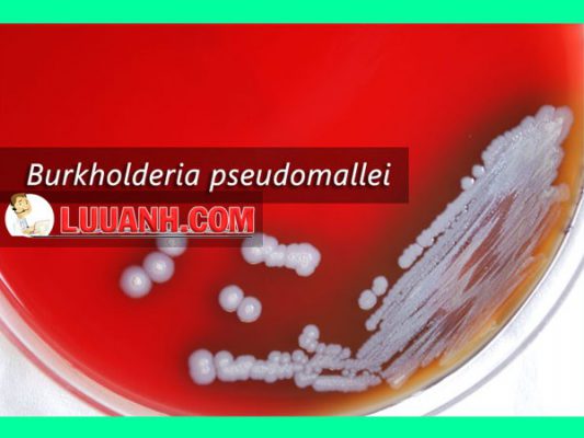 Vi khuẩn burkholderia pseudomallei