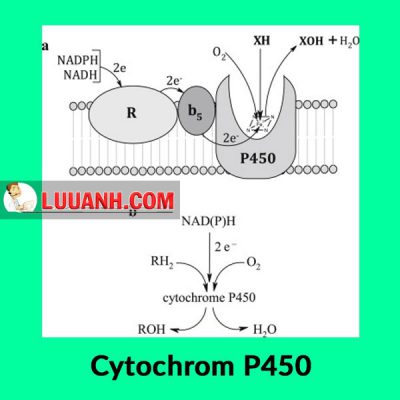 Cytochrom P450
