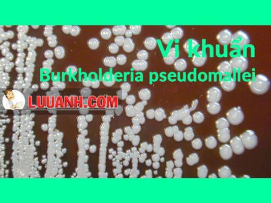 Vi khuẩn burkholderia pseudomallei