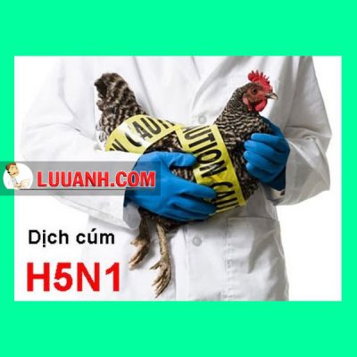 Dịch cúm A H5N1