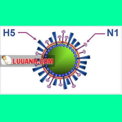 Oseltamivir điều trị cúm A H5N1