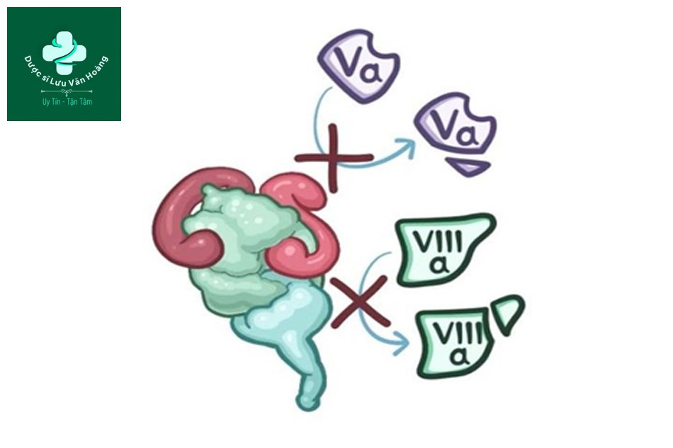 Hình 1: Protein C và S ức chế yếu tố V và VIII trở thành dạng hoạt động (Osmosis)