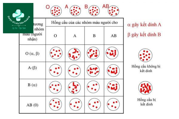 Miễn dịch nhóm máu