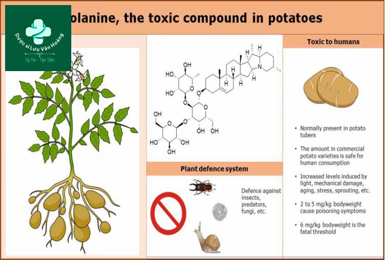 Vị đắng alkaloid