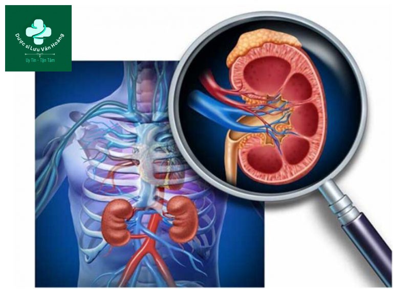 Hướng dẫn đặc biệt về dinh dưỡng lâm sàng ở bệnh nhận có bệnh thận cấp tính hoặc bệnh thận mạn tính