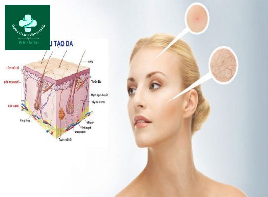 Cấu trúc và chức năng của da