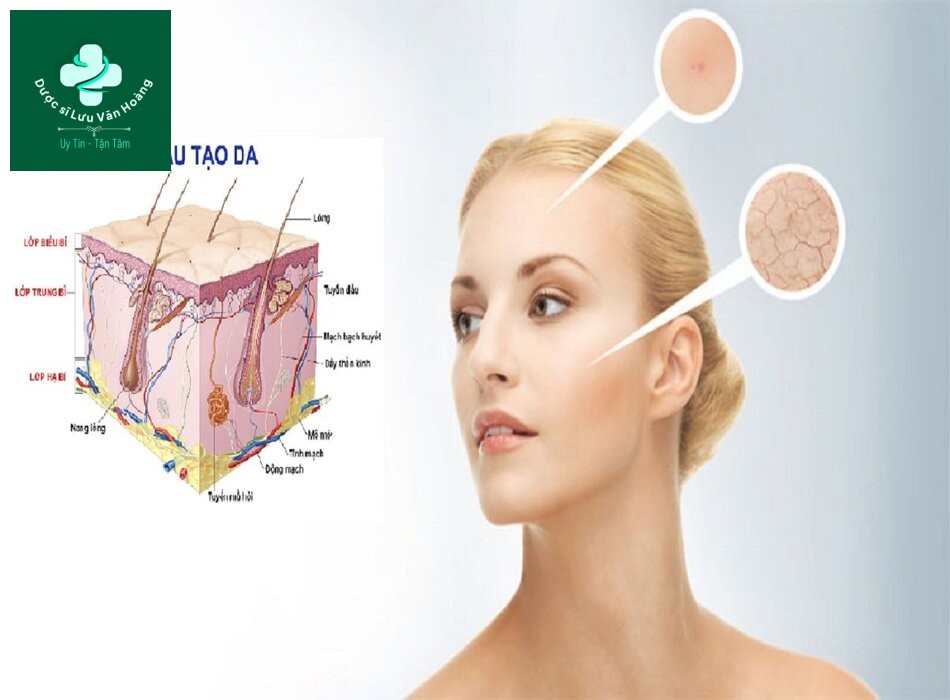 Cấu trúc và chức năng của da