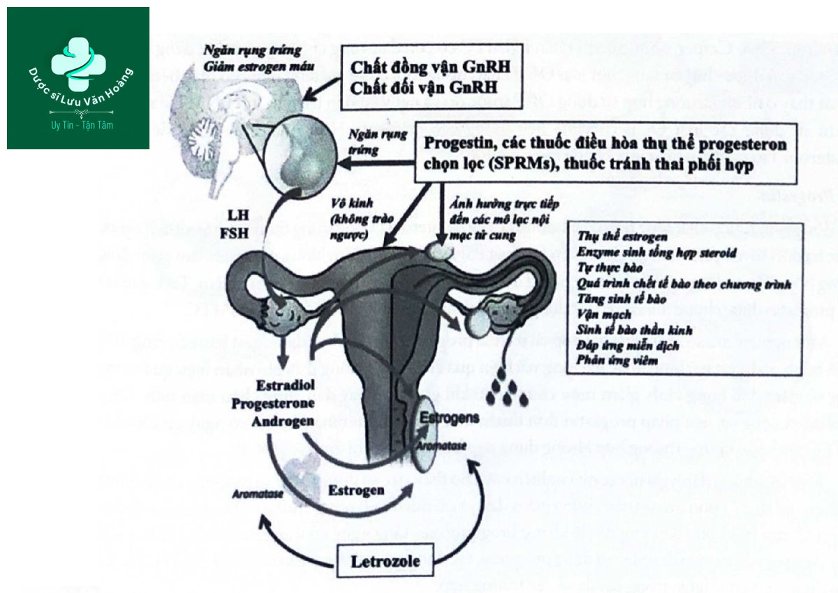 ​Hình 8.4. Một số cơ chế tác dụng của thuốc lên lạc nội mạc tử cung 