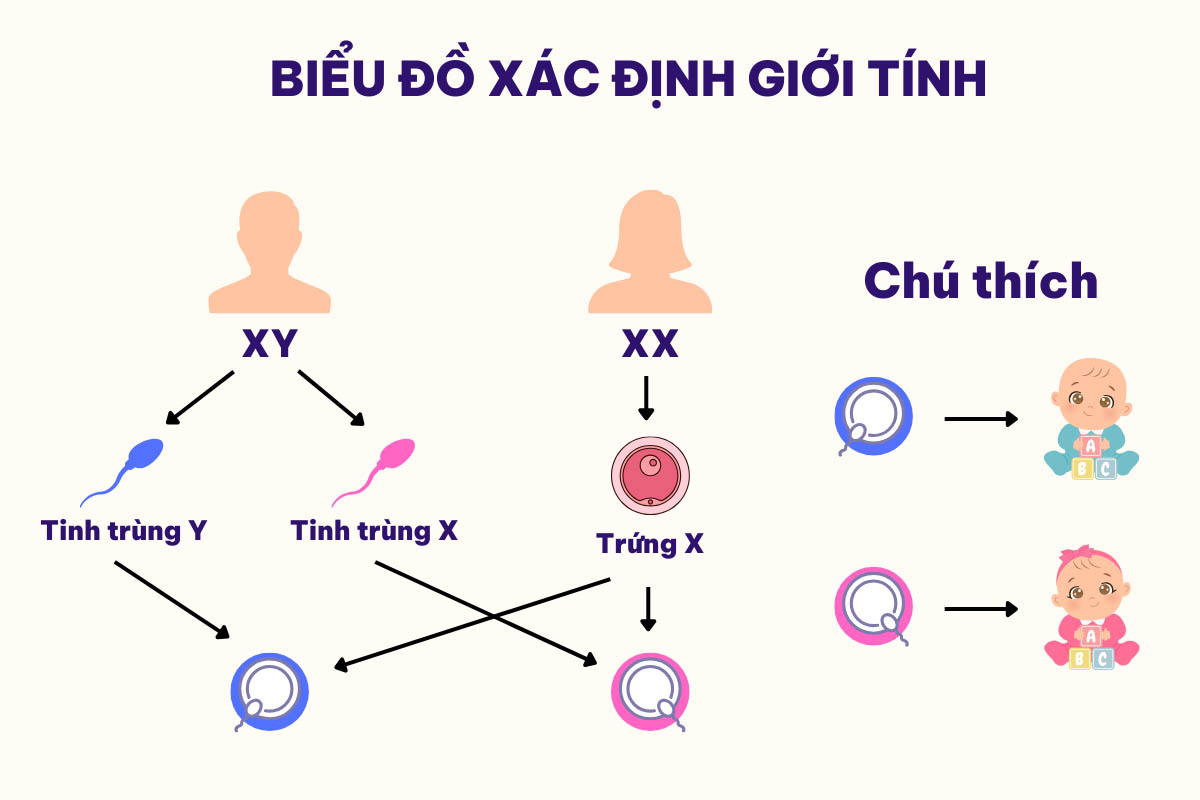 Biểu đồ xác định giới tính thai nhi