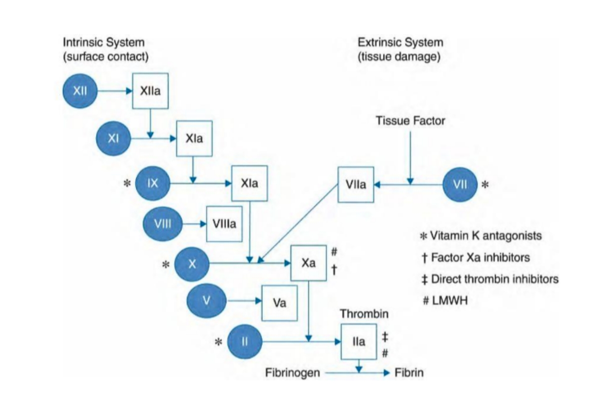 Hình 1.2 Con đường đông máu nội sinh và ngoại sinh