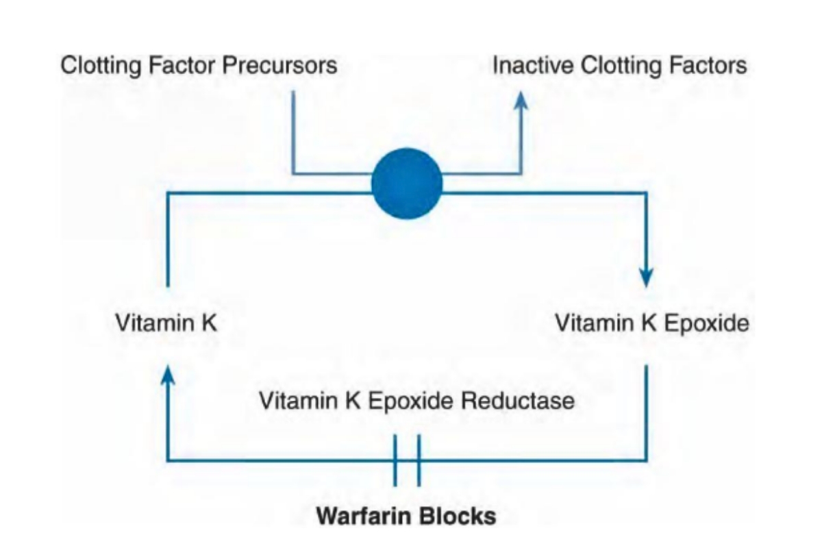 Hình 1.5 vai trò của vitamin K trong đông máu