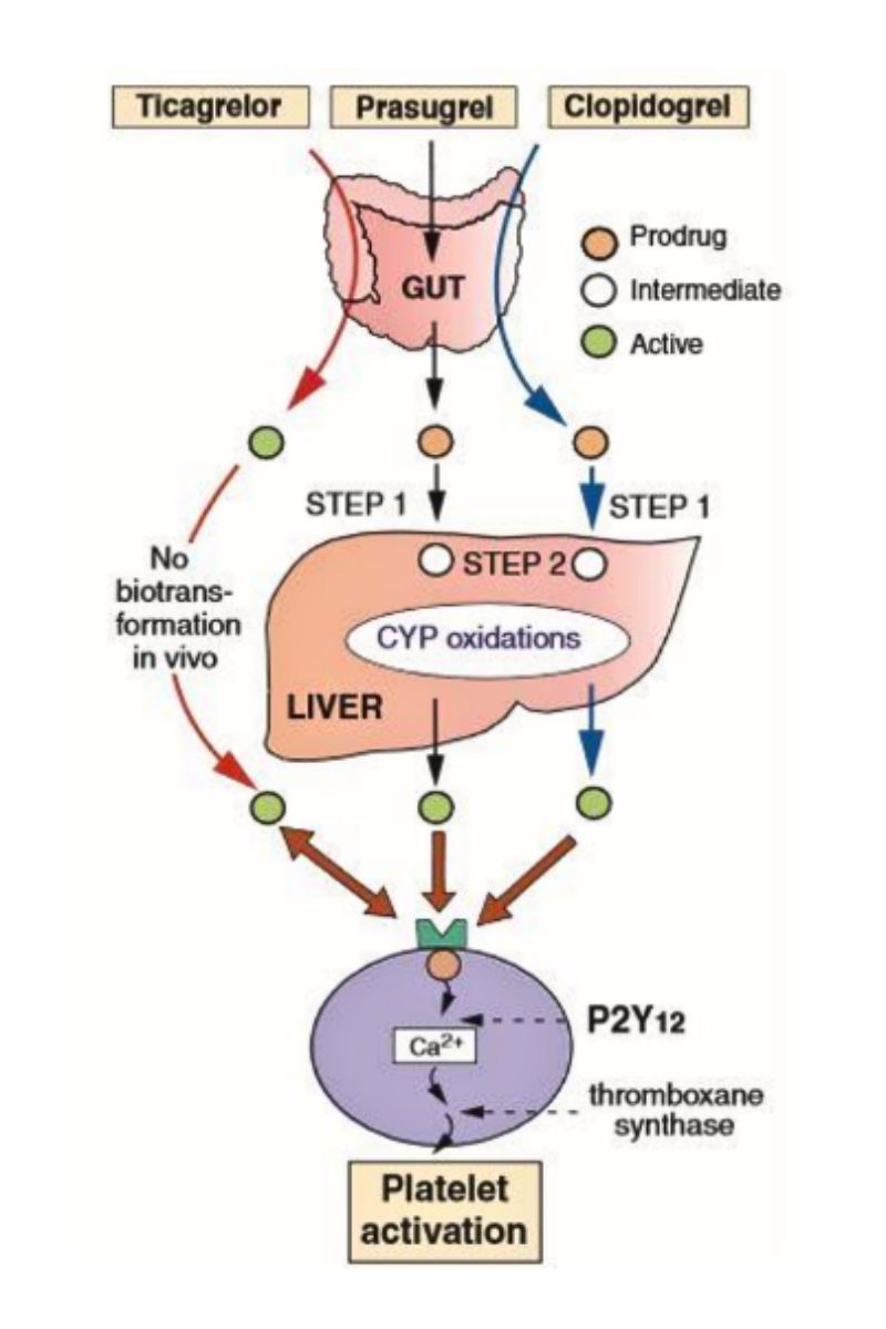 Hình 1.3 Sơ đồ hoạt hóa của các loại thuốc ức chế recepter P2Y12