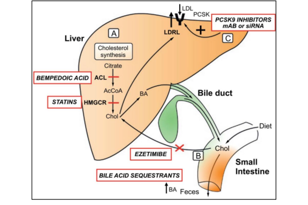 Hình 3. Các liệu pháp điều trị hạ lipid máu và cơ chế tác dụng.