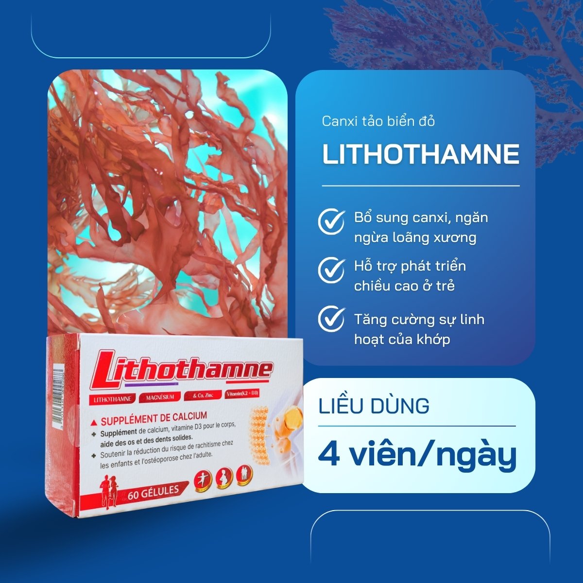 Lithothamne