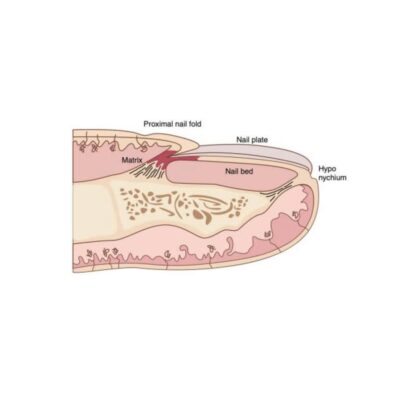 Giải phẫu và sinh lý của móng