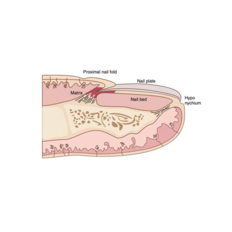Giải phẫu và sinh lý của móng