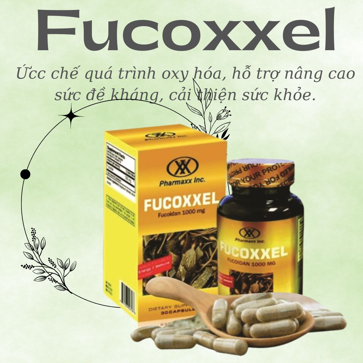 Công dụng của sản phẩm Fucoxxel