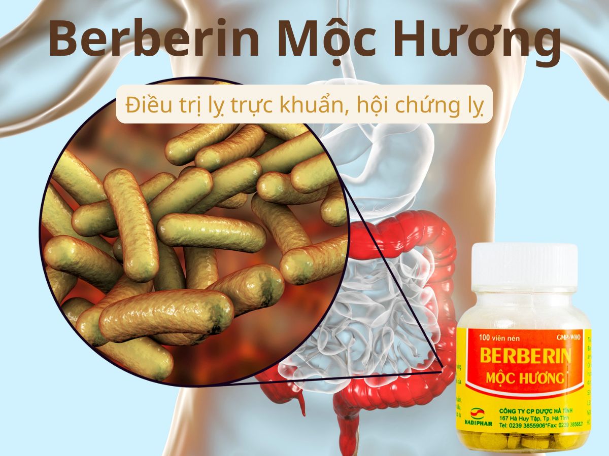 Berberin Mộc Hương 10 Berberin Mộc Hương