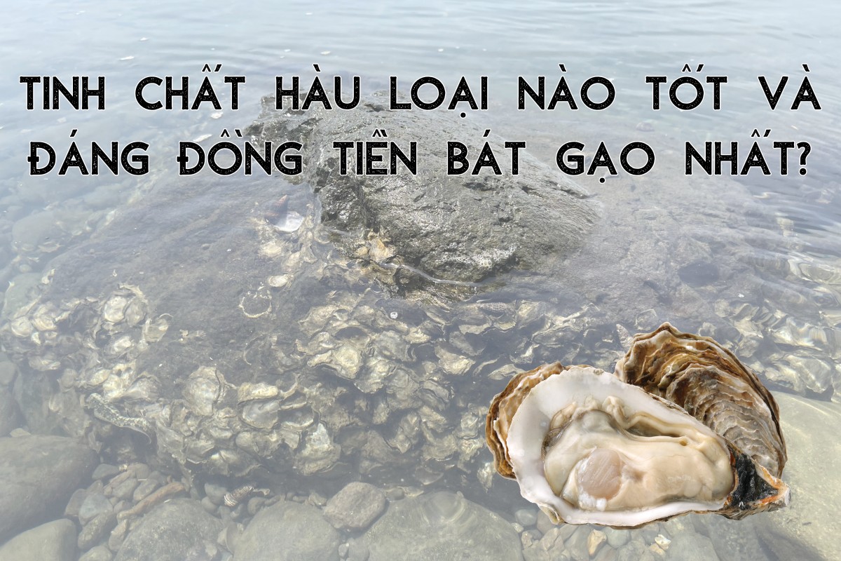 So sánh tinh chất hàu loại nào tốt và đáng đồng tiền bát gạo nhất?