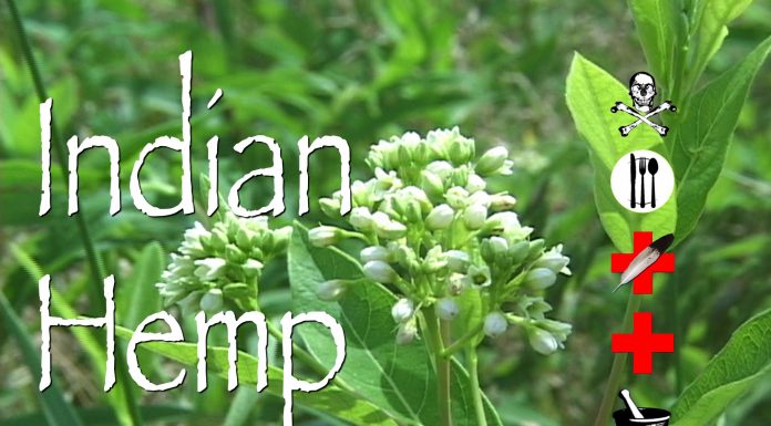 The official letter 15113/QLD-ĐK Limit the use and update codeine pharmacological information The official letter 15113/QLD-ĐK