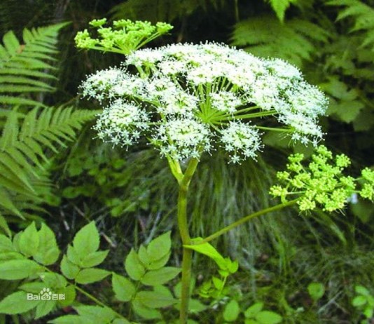 Công văn 12099/QLD-TTra