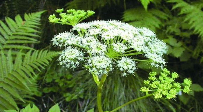 Công văn 12099/QLD-TTra thuốc giả Fugacar Công văn 12099/QLD-TTra