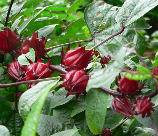 Công văn 12173/QLD-ĐK