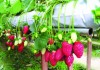Giáo trình hóa dược dược lý dược trung