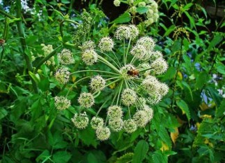 Danh sách công ty đạt GMP-WHO đến 16 tháng 8