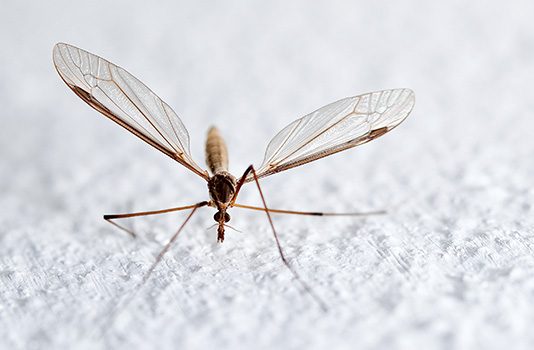 Thuốc điều trị sốt rét