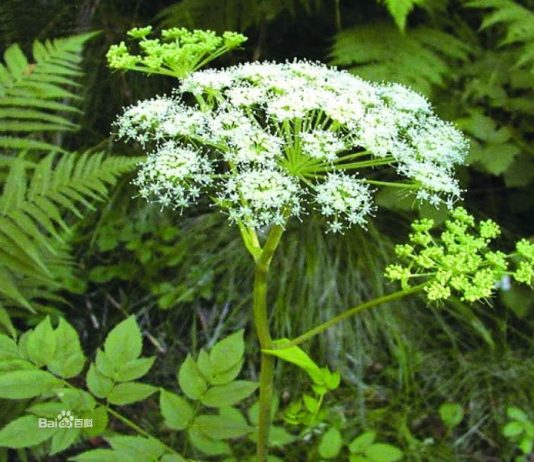 CAMBODIA CHECK LIST FOR NEW REGISTRATION
