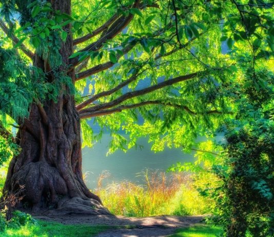 Công văn 20390/QLD-ĐK