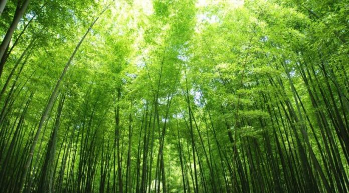 The official letter 15466/QLD-TT