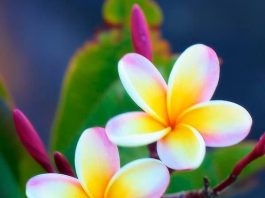 Công văn 3393/QLD-ĐK năm 2018