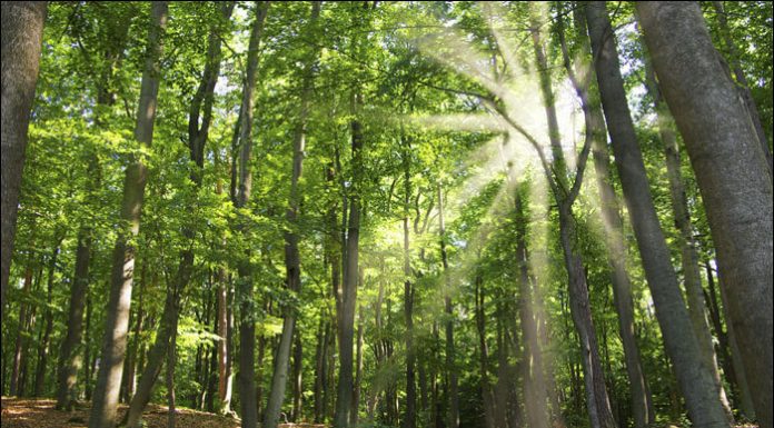 QUYẾT ĐỊNH 6062/QĐ-BYT BAN HÀNH TIÊU CHÍ PHÂN TUYẾN CHUYÊN MÔN KỸ THUẬT VÀ XẾP HẠNG TƯƠNG ĐƯƠNG ĐỐI VỚI CÁC CƠ SỞ KHÁM BỆNH, CHỮA BỆNH TƯ NHÂN QUYẾT ĐỊNH 6062/QĐ-BYT