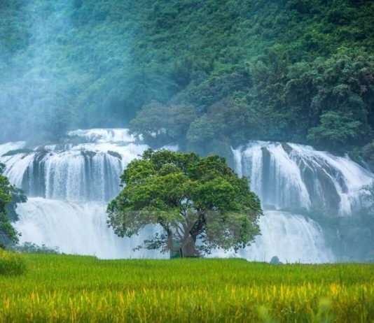 download phụ lục form mẫu nghị định 36