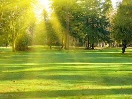 THÔNG TƯ 53/2017/TT-BYT