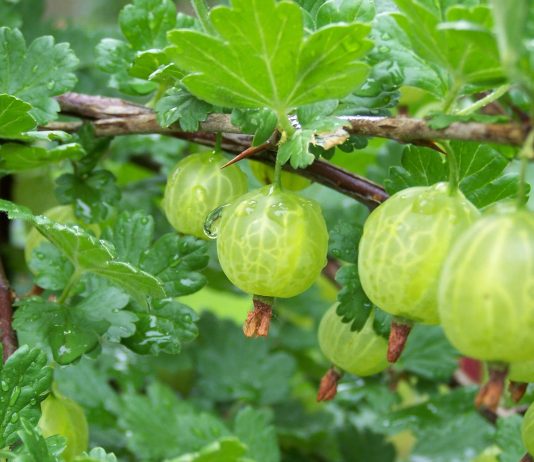 Công văn 2669/QLD-ĐK