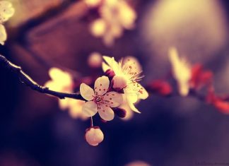 Công văn 2447/QLD-ĐK