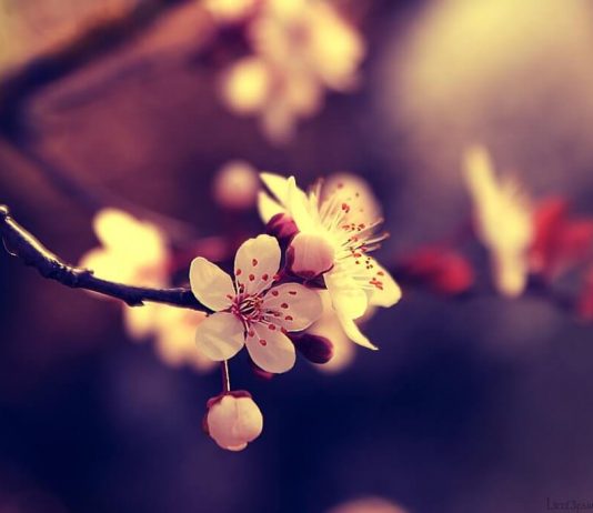 Công văn 2447/QLD-ĐK