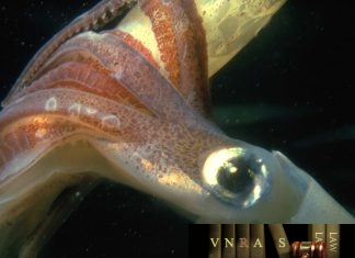 Công văn 5200/QLD-ĐK công bố danh mục NLLT