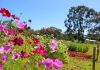Công văn 3592/QLD-TTra năm 2018 tăng cường quản lý sản phẩm sát trùng