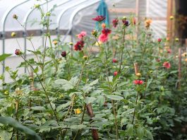 Công văn 3650/QLD/ĐK năm 2018